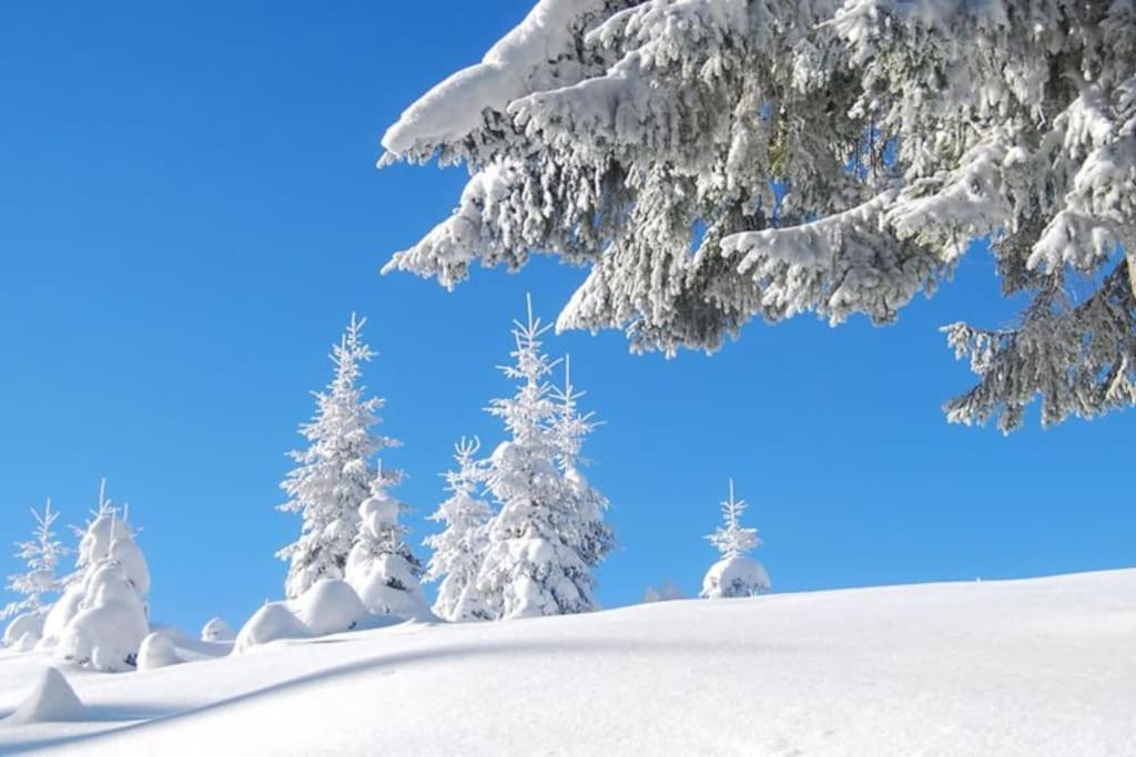 Vila Chalet Rustico Bertolini Per Gruppi! Vermiglio Exteriér fotografie